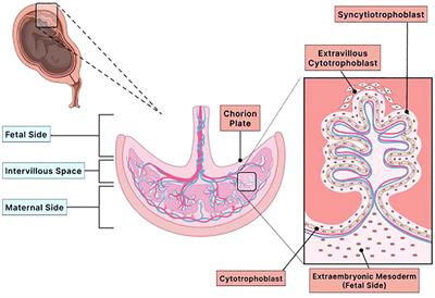 Melatonin: the placental antioxidant and anti-inflammatory